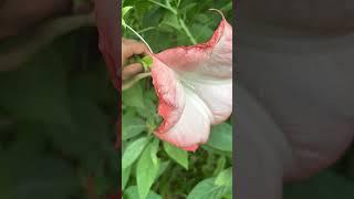 #beautifulflower#homegarden# #nature#gardening#flowertypes#