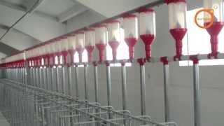 Alimentación de cerdas por caída lenta / Slow-Feeding system for sows EUROGAN