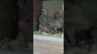 Miracle of Life | Three weeks Baby Budgie #parakeet #lovebird #bird #hatching #mothernature #shorts
