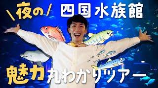 【夜の水族館】イルカたちのお見送りが可愛すぎる…!!  四国水族館行く前に見る動画