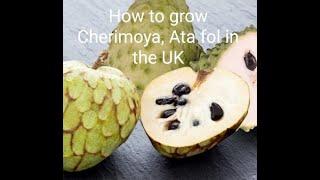 How to grow Cherimoya, Custard apple, Ata fol in the UK 2021