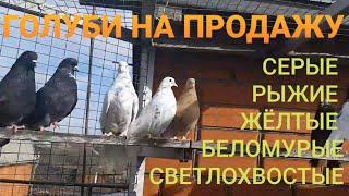 Продажа голубей. Желтые, серые, рыжие, беломурые светлохвостые. Pigeons for sale.