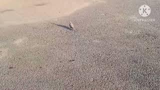 in  with nature #naturelovers #kangleicha #kukizo #manipurnews  #zogam #zalengam #shortvideo