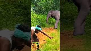 Elephant attack #reel #reels #trending #viral #viralreel #video #tiger #wildlife #reelsvideo 