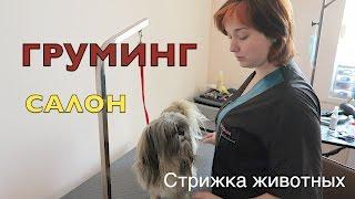 Посещаем груминг-салон в Хмельницком!Лучший салон красоты для животных+ветеринарная клиника.