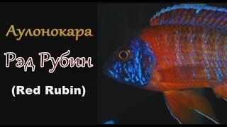 Аулонокара Рэд Рубин (Red Rubin)