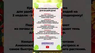 3 СПАСИТЕЛЯ для ВАШЕЙ ДАЧИ! #растение #дача #сад