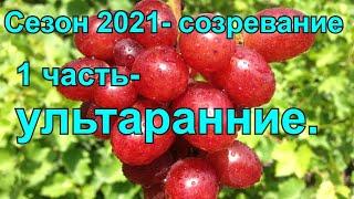 Ультраранние сорта винограда