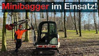 Minibagger BOBCAT - Baum drücken, Kronenhänger vermeiden