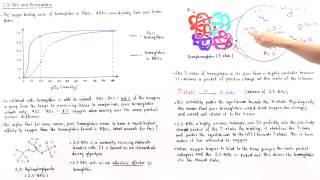 Effect of 2,3-BPG on Hemoglobin