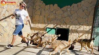 В одной стае с волками. Тайган. Life of the rescued wolf cubs in Taigan.