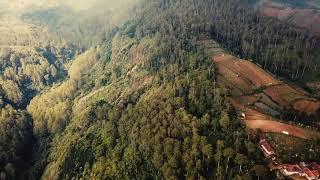 Aerial Shot Of Forest