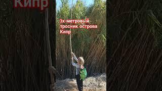 Самая высокая трава на Кипре #траваудома #кипр #дети #детииродители