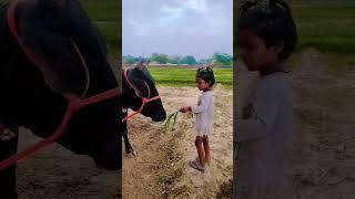 Nirmal Mann Se Gay Mata Ki Seva#GaySeva #ChhotiBacchi #BhaktiBhav #GauMata #DesiCulture #GauPrem