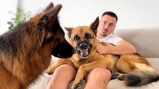 German Shepherd Refuses to Share Its Owner with Another Dog