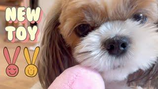 Cute Shih Tzu Dog Coco playing with her rabbit squeaky toy  #shorts