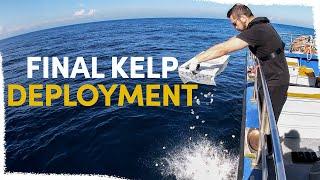 Our final kelp deployment! | VLOG