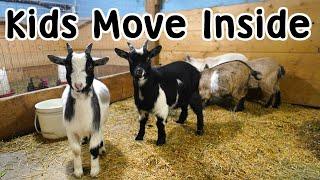 Kid Goats Go Inside - Solar Power Turned On