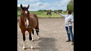 Horsemanship - Bodenarbeit am Knotenhalfter mit Gaby Jonethal, Pferdetraining Rheinhessen.