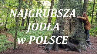 Najgrubsza jodła w Polsce