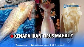  Harga Selangit Organ Tubuh Ikan Ini Sepadan Kualitas dan Manfaatnya