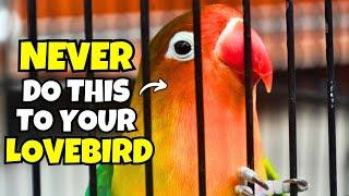 5 Things you Should NEVER do to your Lovebird