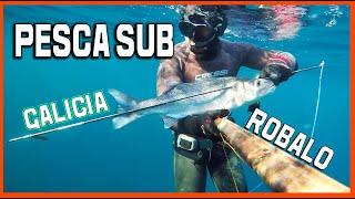PescaSub Galicia Rías Baixas ROBALOS
