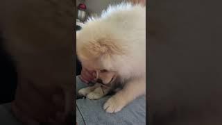 Спасибо,за подписки #собака #dog #pomeranian #pets #puppy #pom #funny #шпиц #