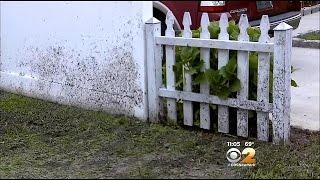 Bay Shore Residents Raise A Stink About Sewage Smell