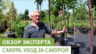 Сакура. Уход за сакурой.