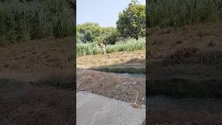 village video