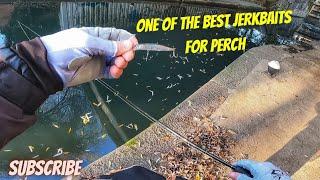 How do you find and catch a big canal perch?