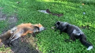 Fox Tales Florida foxy check in and Franny Fox Friday!!!!