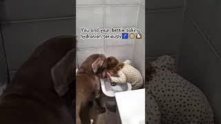 Water Time = Play Time for This Goofy Pup!  #dog #fouryoupage #funny #fypシ #pets #usaus #foryou