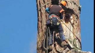 Cutting Down an Old FIr