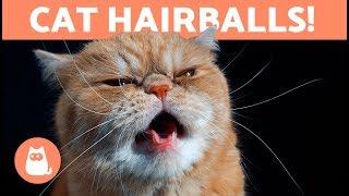 HAIRBALLS in CATS - Symptoms and Treatment Options