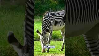 Zebra Stripes | Nature's Most Mesmerizing Pattern