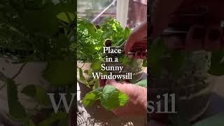 What!!? You haven’t started an indoor herb garden yet? Grow all winter long like this! #gardening