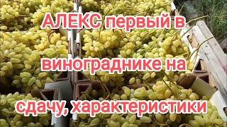 Первый виноград на сдачу, форма кишмиш Алекс,его характеристики.7 августа. Виноградник Щереденкова.