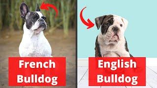 French Bulldog vs English Bulldog | Which one is Better for you?