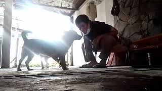 PAPA RES TV playing Doggy.