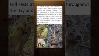 The Fossa Is The Top Predator In Madagascar
