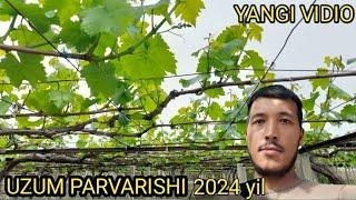 UZUM PARVARISHI 2024 YIL hozirda qilinadigon ishlarimiz