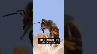 Seasons of Survival: The Remarkable Life Cycle of Bees