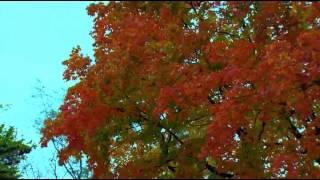 Autumn footage   Осенний футаж 93