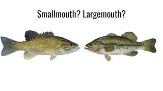 Smallmouth vs Largemouth Bass Comparison Video | Hook On