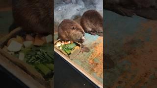 The COEX Aquarium Beavers 