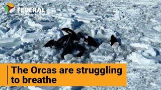 10 killer whales trapped in thick ice in Rausu, Japan | The Federal