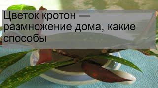 Цветок кротон — размножение дома, какие способы