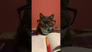 ЕСЛИ БЫ КОТИКИ ХОДИЛИ В ШКОЛУ - ПРИЗРАК